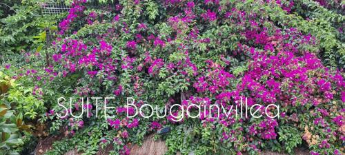 Llica d'Amunt Apartment | SUITE Bougainvillea