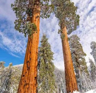 Springville House | Sweet getaway in private Giant Sequoia Grove!