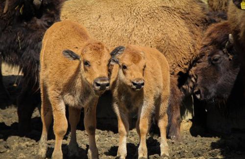 Panicale House | Terra dei Bisonti