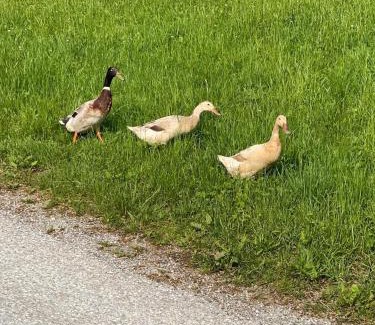 Neudorf bei Passail House | Troadkastn Familie Fritz
