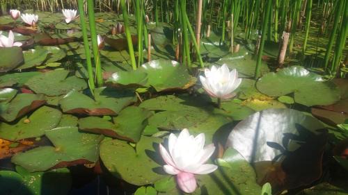 Francorchamps Bed & Breakfast | "Un matin au jardin"