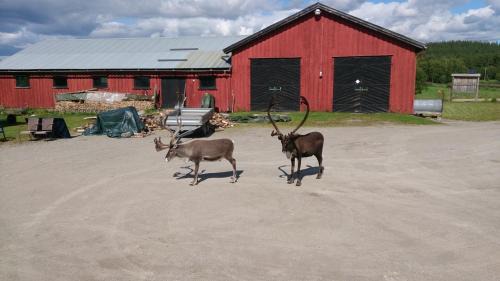 Engerdal Municipality House | Vestre Sorken Feriegard