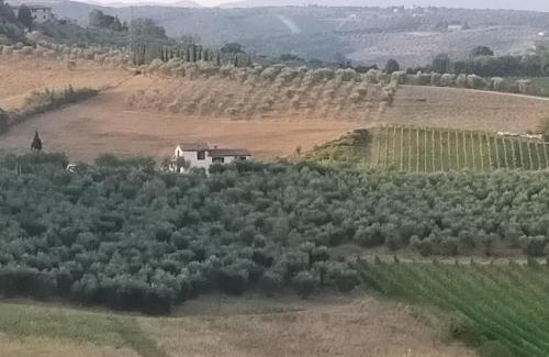 Siena Villa | Villa degli olivi Nature