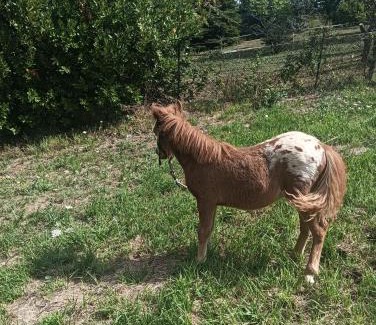 Montefortino Bed & Breakfast | Villa Strada dei Monti Sibillini