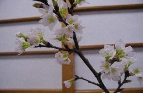 Sakata Hotel | Wakaba Ryokan / Vacation STAY 29375