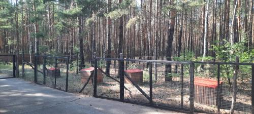Brody Other | Waldcamp Hundeparadies