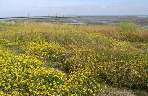 Bensersiel Cottage | Wattkieker - Gästehaus Fischerhus