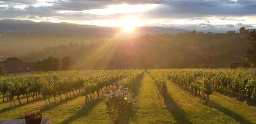 Fresing Apartment | Wein- und Weitblick