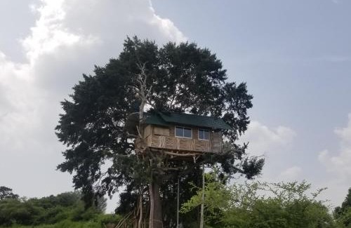 Palatupana Other | Yala Dream Park