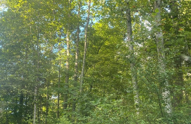 29 Beautifully Raw Acres to enjoy!!