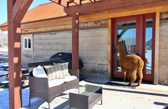 A Night with the Alpacas & Alpaca Experience!