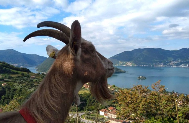 Accogliente Agriturismo , in Posizione Panoramica Sullo Splendido Lago D'iseo