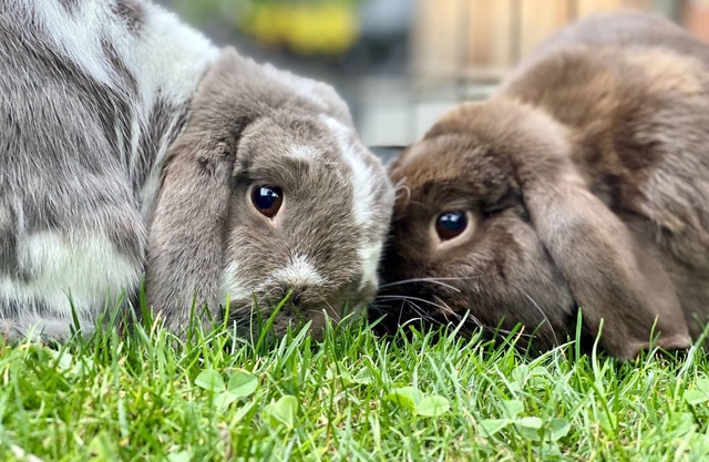 Adorable Farm Stay in Ballard! Bunnies, A/C, walkable, near beach & attractions