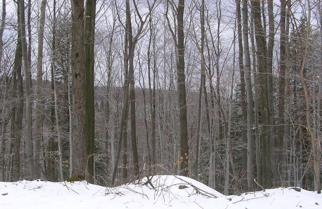 Allegany State Park Rental in the Forest
