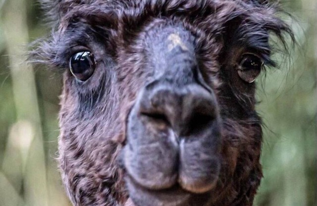 Alpaca Bag n Stay Cottage