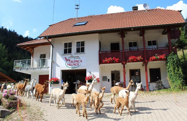 Alpaca-Village