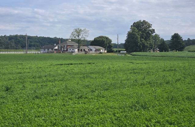 AMISH STAY/Buggy Rides/Fire pit/Pet Animals/(24 min) intercourse attractions