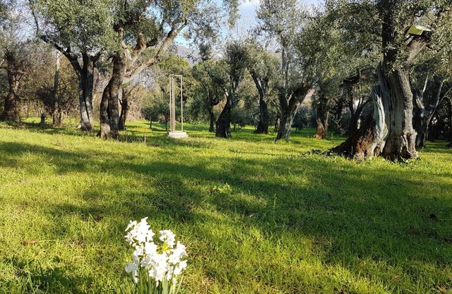 Antico Uliveto