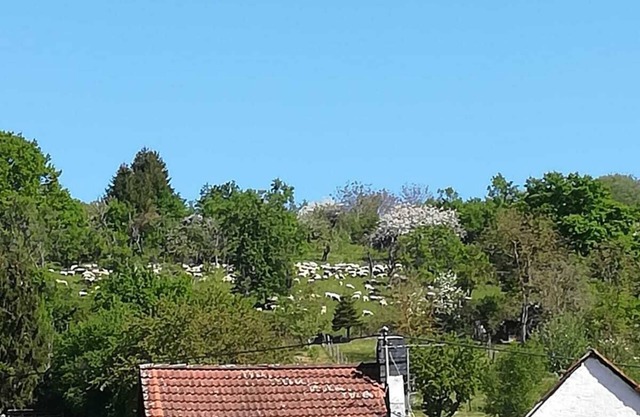 Apartment in a quiet natural central location to Limes and Rheinsteig