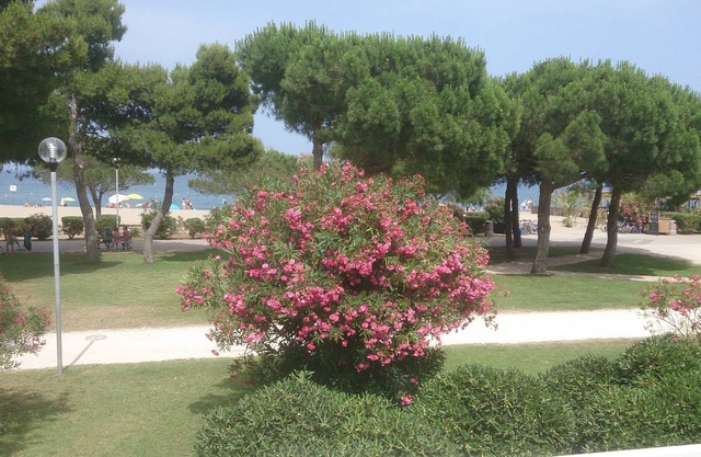 ARGELES BEACH FRONT OF SEA 6 TO 8 PERS DIRECTLY ON THE BEACH