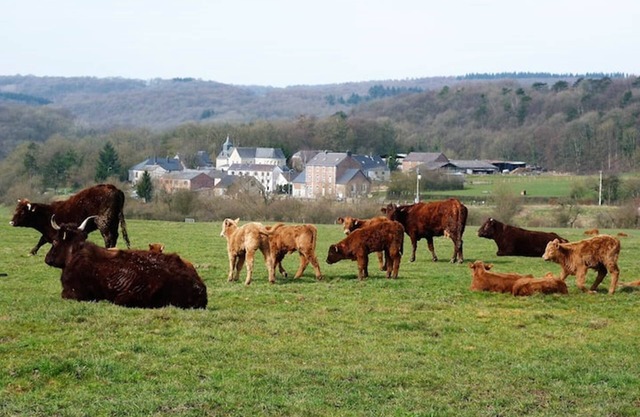 At Hameau de Xhignesse, luxurious 5-bedroom/5-bathroom gîte: Best price guaranteed