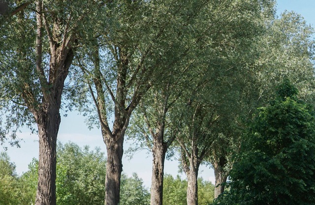 B&B Scheldekant