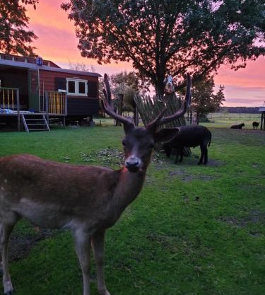 B&B 't Maartensdijkse Bos