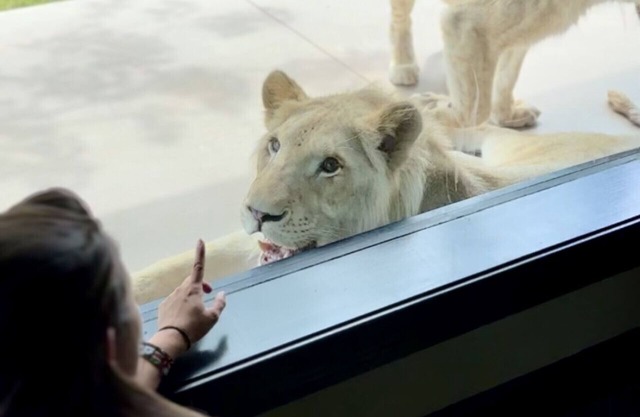Big Cat Bungalows at The Haven - Lion 4