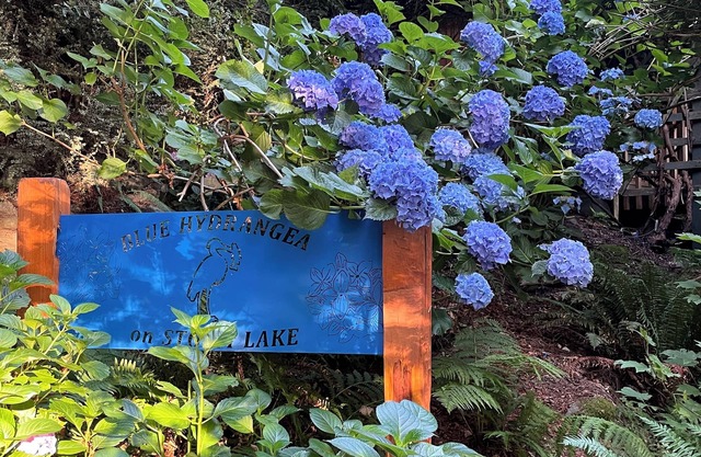 BLUE HYDRANGEA LAKESIDE RETREAT SNOHOMISH WA close to Seattle, Puget Sound