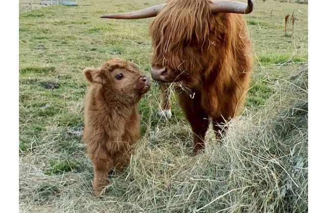Boutique Shepherds Hut set in a wildflower meadow on a farm with Highland Cows