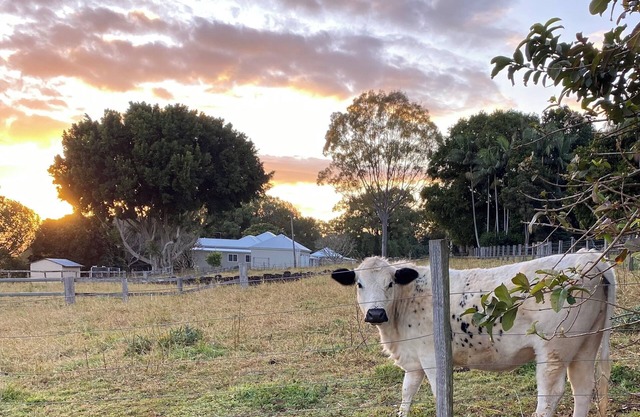 Byron Bay Hinterland Farmhouse & Salty Lap Pool