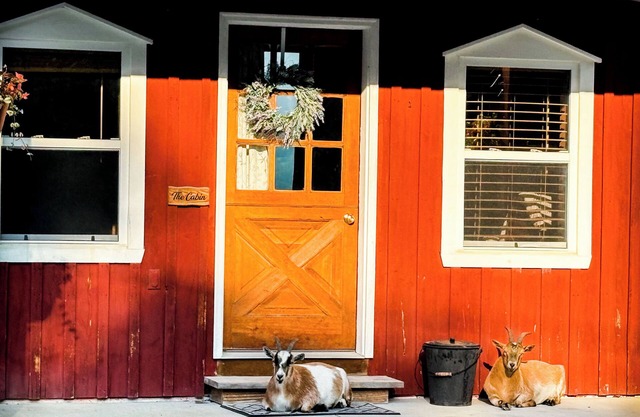 Charming Cabin on horse farm minutes from Letchworth State park