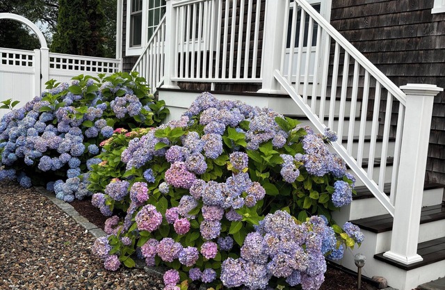 Charming , very private 4 bedroom, 3.5 Bath Cape. Walk to Town & Oyster Pond