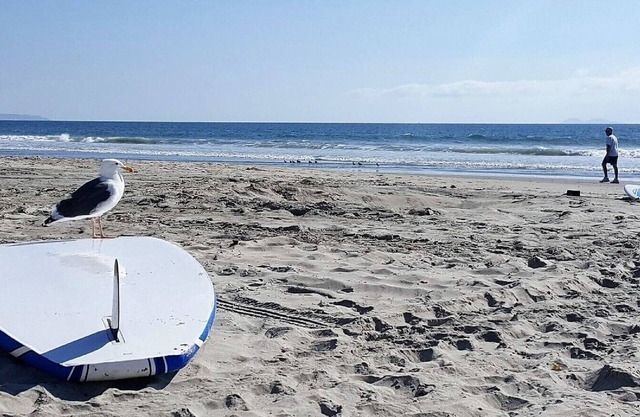 Coronado beach life!