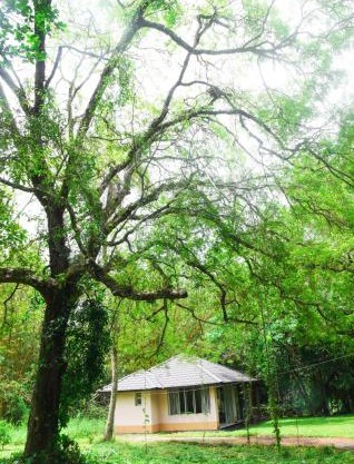 Debaraliyadda Estate