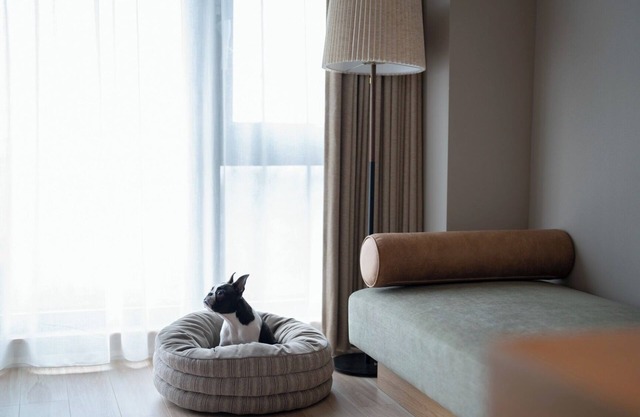 Dog room with ocean view Dinner and breakfast fe/Ashigarashimo-gun Kanagawa
