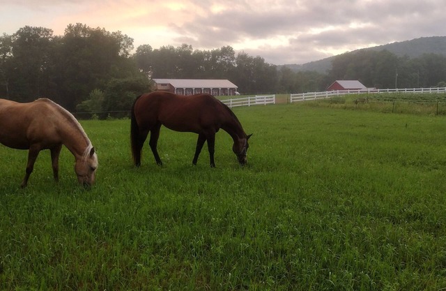 Elegant Country Retreat on Gorgeous Horse Farm, 10 min from Cooperstown! Rm #2