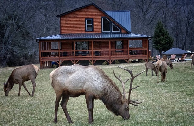Elk Meadow Lodge ~ New Cabin by Willow Tree Cabins