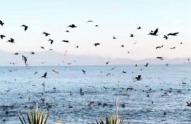Ensenada’s Luxury Ocean Front Property. 1or 2 condominiums available.