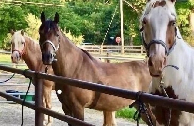 Escape to Horse Ranch close to Hershey, Lanc, Nook, Sight & Sound, Amish Country