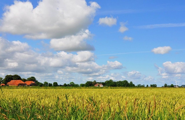 Family-friendly holiday home in a maize field in a secluded location, dogs allowed.