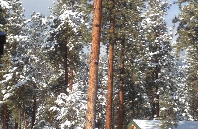 Family Size Modern Log Vacation Cabin, one pet allowed, 30 pound max. Pet fee.
