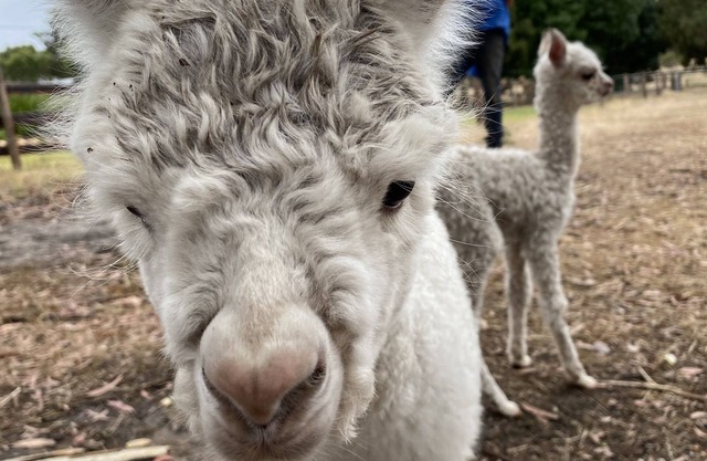 Farm stay with alpacas at your doorstep