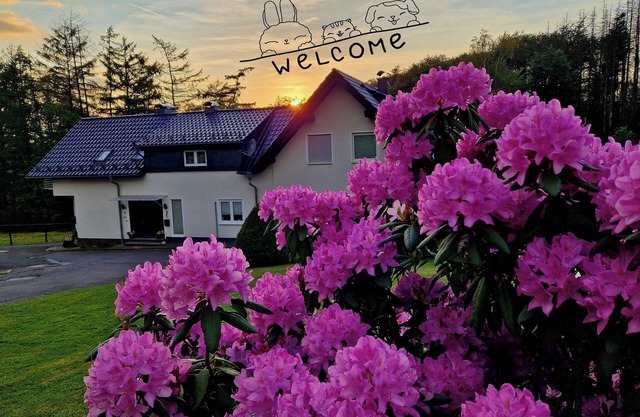 Ferienhaus - Nebelseifen - Tiere Willkommen -