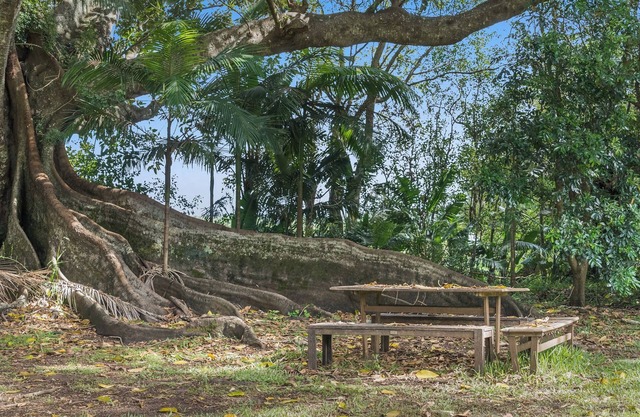Fig Tree House