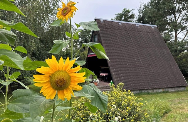 Finnhütten Waldesruh, cozy vacation home in Westhavelland - Cabin A.