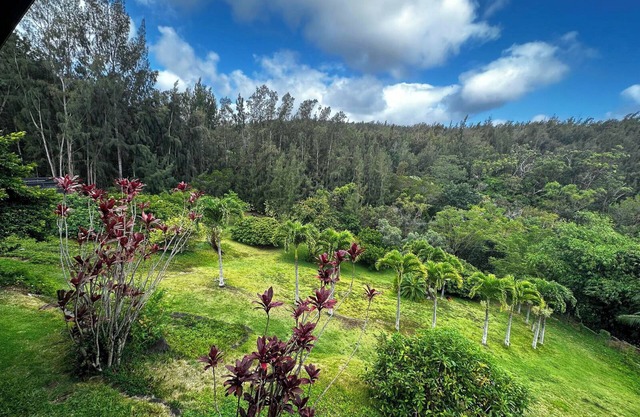 Forest Views, Acreage, Fruit Trees, Beach~5m drive