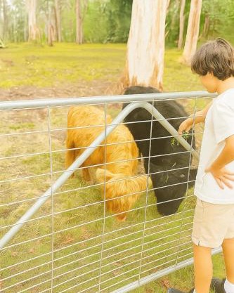 Fun Family Escape with Highland Cows