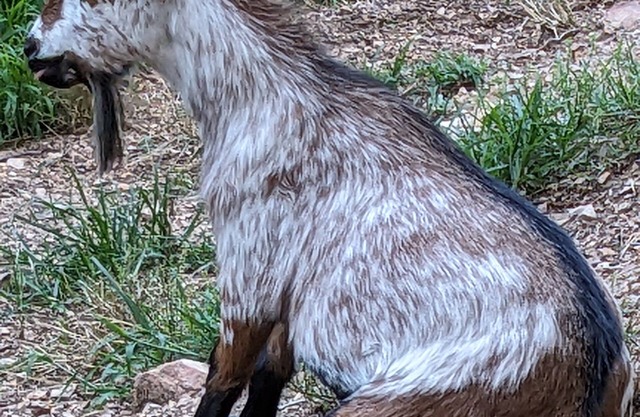 Goats! 85" TV, Nintendo, Billiard Table .Rest, Relax, Game On! Free 4th Night!