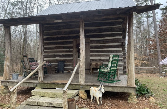 Got Cabin Fever? - The Pretty Petunia
